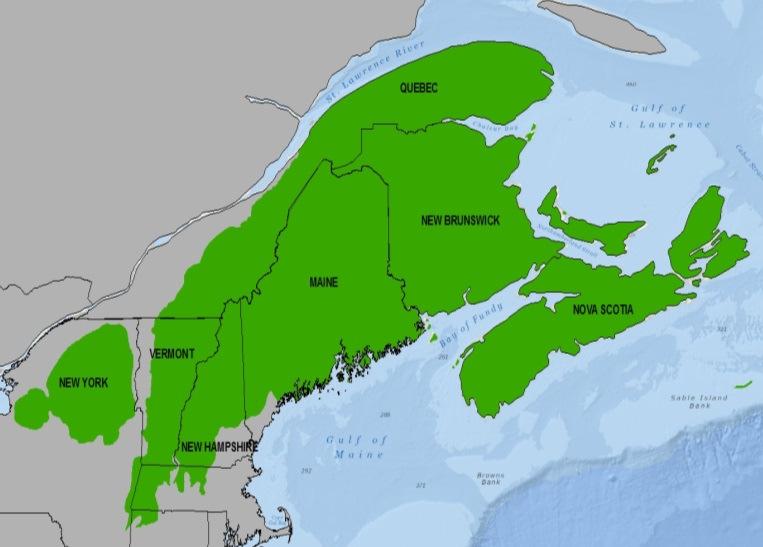 Regional Context The Fairlee Town Forest, and most of Vermont, is part of the Atlantic Northern Forest Bird Conservation Region as delineated by the North American Bird Conservation Initiative.