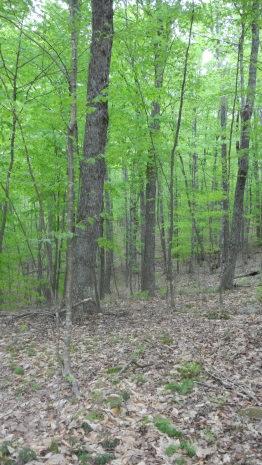 Maintain Bald Top in its current early-successional habitat condition. Consider creating 1-2 additional areas of young forest early-successional habitat.