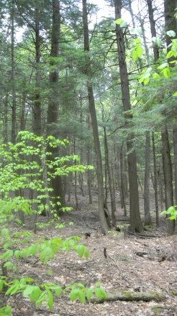 Consider creating additional areas of young forest through application of appropriate silviculture.