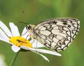 Milton Keynes Natural History Society Harry Appleyard Love nature? Interested in birds, butterflies, wildflowers?