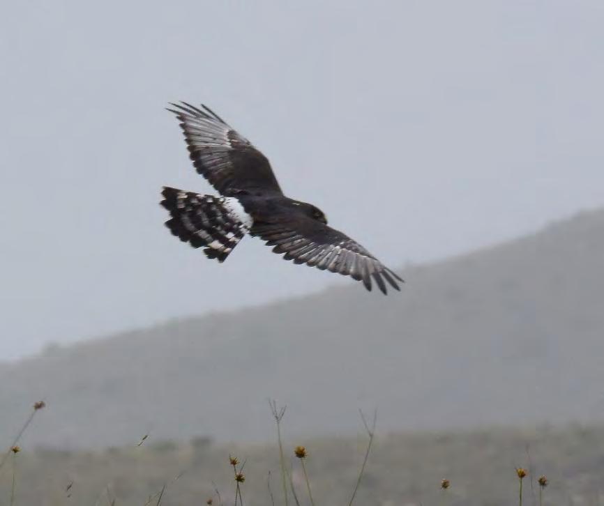 INYANDA ROODEPLAAT WIND FARM, EASTERN CAPE, SOUTH AFRICA: BIRD SURVEYS UPDATE AUGUST 2015 JULY 2016 Report to Newcombe Wind Developments Black Harrier Steve Percival Steve Percival,