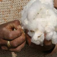 Better Cotton for Fabric Mills: How to transfer s WHY ARE THE s DIFFERENT THAN THE KG OF YARN I ORDERED? One represents one kilogram of cotton lint used in a product.
