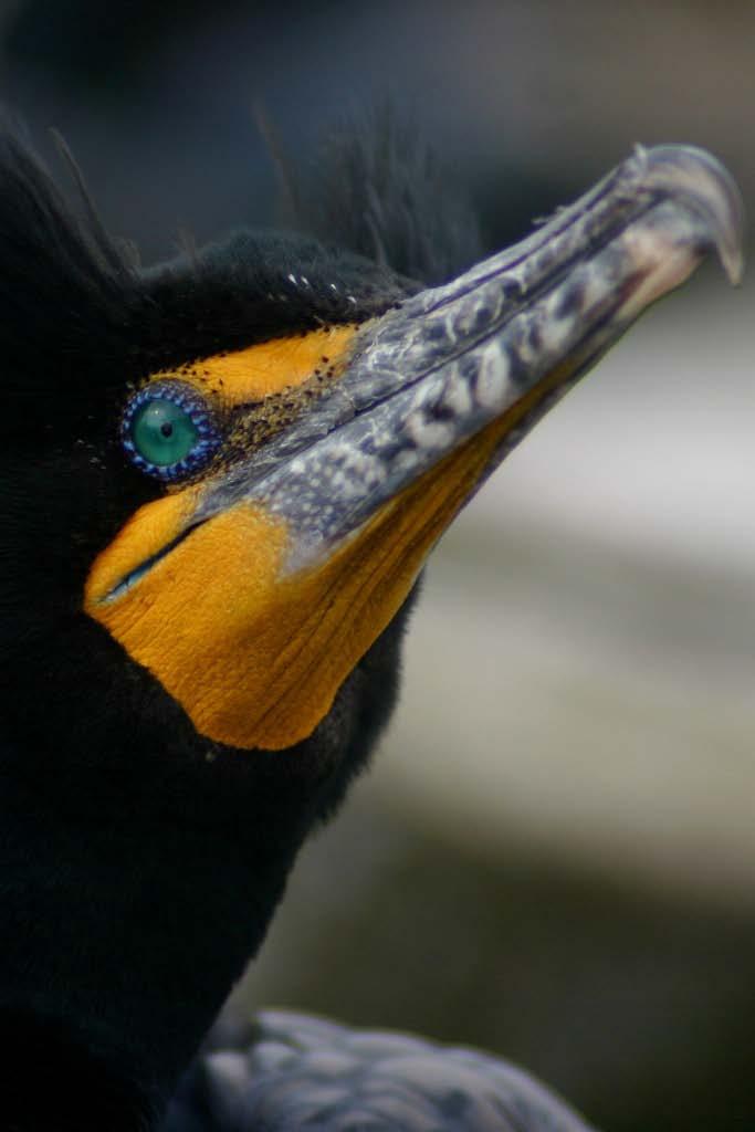 A STATUS ASSESSMENT OF THE DOUBLE-CRESTED CORMORANT (Phalacrocorax