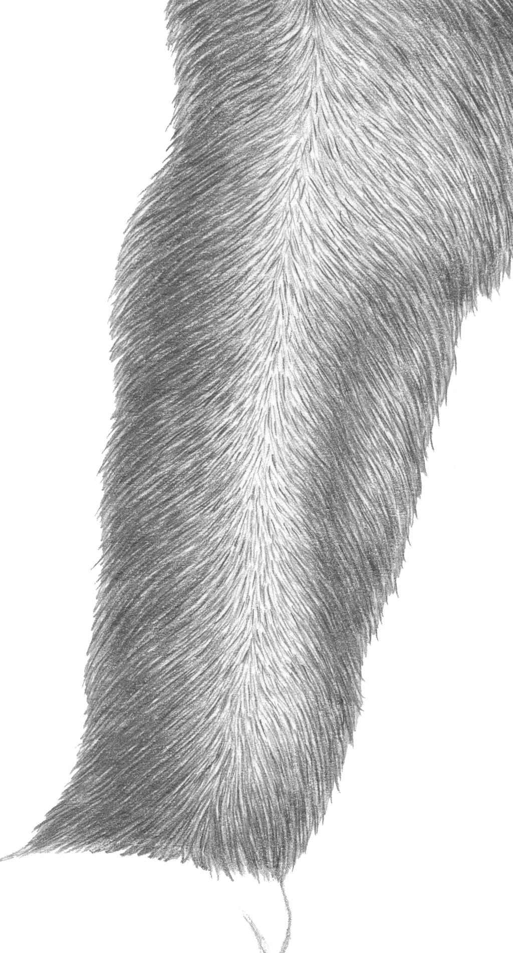 9. Use a freshly-sharpened 4B pencil to add short, thin, curved hatching lines all over to darken some values and enhance the furry texture (Figure 15). Figure 15 Outline and Shade a Puppy Paw 10.