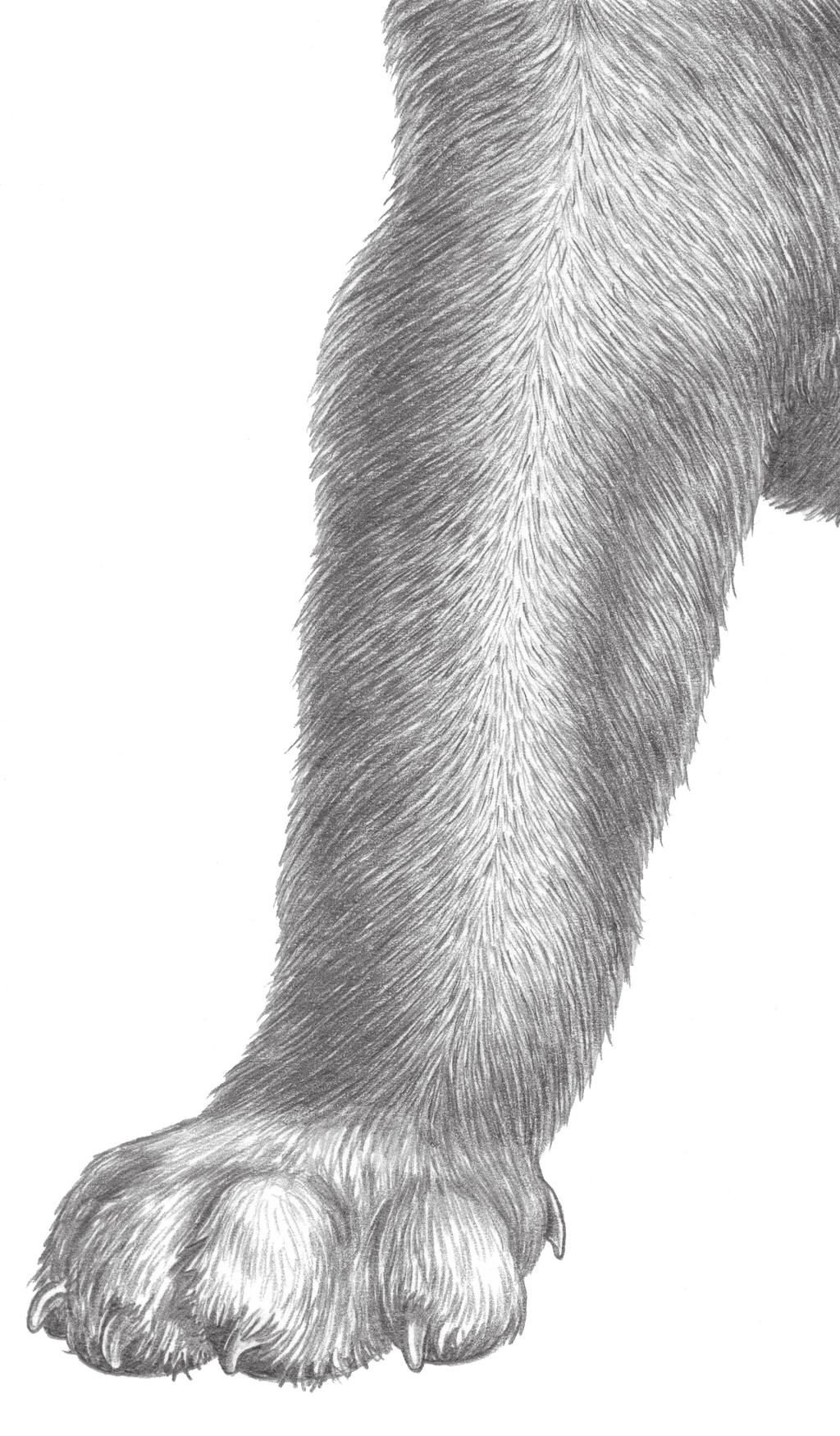 Figure 22 Add Final Details 17. Use a freshlysharpened 4B pencil to add a little section of dark fur to the chest (Figure 22).