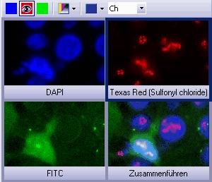 Acquiring fluorescence images - Acquiring multi-channel fluorescence images Viewing a multi-channel image The navigation bar will be displayed at the top of the image window.