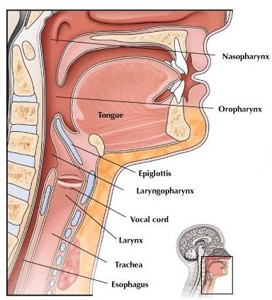 Add Important Sound & Music Page: 542 The Biophysics of Sound When a person speaks, abdominal muscles force air from the lungs through the larynx.