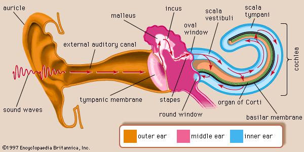 Add Important Sound & Music Page: 543 When the sound reaches the ears, it travels through the auditory canal and causes the tympanic membrane (eardrum) to vibrate.