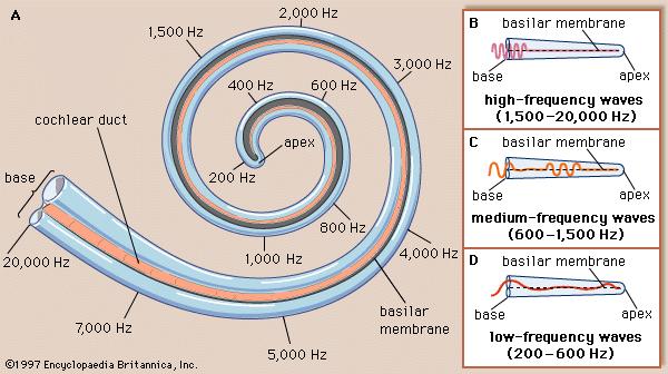 The basilar membrane in the cochlea is a membrane with cilia (small hairs) connected to it, which can detect very small movements of the membrane.