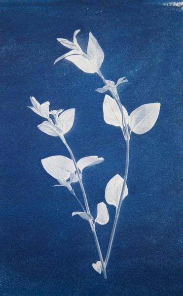 Figure 2: Cyanotype of Periwinkle and Anthotype of Blackberry on Blackberry. 1.1 Cyanotypes on Paper & Fabric Cyanotypes are based on the Mineral dye or Lake colour: Prussian blue.