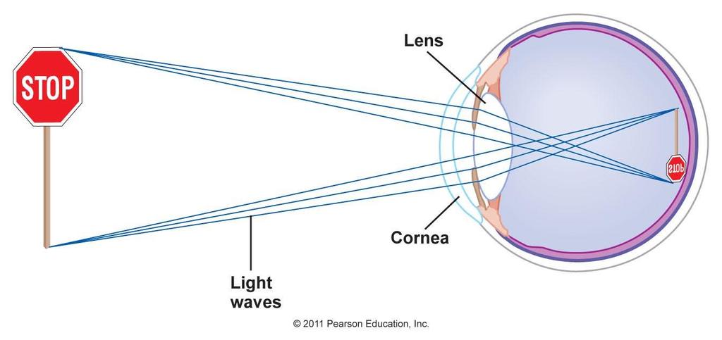 Your 2 Lenses: Cornea and Lens There are two lenses in your eye, the cornea and the lens.
