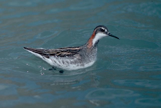 (Above left) Rednecked phalaropes spend the winters in the open ocean of the South Pacific. (Above right) Bramblings are Asiatic birds that occasionally wander into Southeast Alaska.