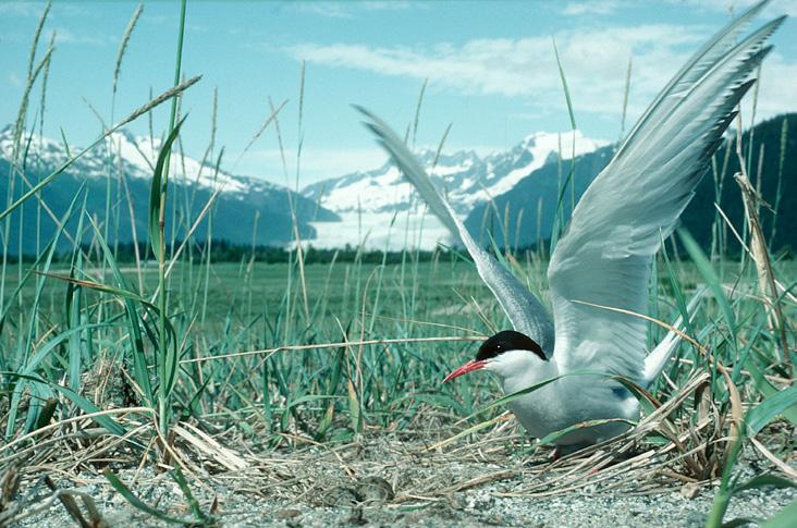 An arctic tern may have traveled more than 9,000 miles from Antarctica to nest on the Mendenhall Wetlands in Juneau.