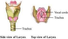 Larynx is a part of the throat. It is responsible for production of sound. A sketch of a human larynx is shown in the following figure. Larynx moves when we swallow something.