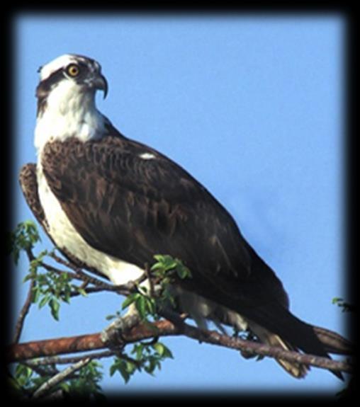 Osprey (Pandion haliaetus) CREATURE OF THE MONTH This beautiful raptor has become a regular sight on our shorebird surveys recently with sightings at Rendezvous, Lime Kiln Bay, Isles Bay and Foxes.