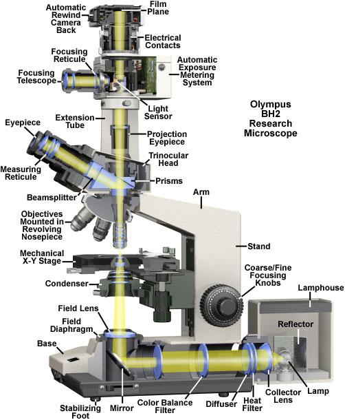 4) Imaging ----> Microscopy Compound light microscope - light Confocal microscopy - coherent light Electron microscopy- electron