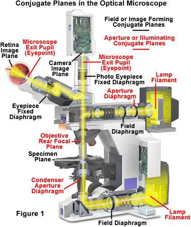html Optical Components Compound microscope - Light source - Diaphragm - Condenser - Lenses - objectives - oculars 2 Sets of