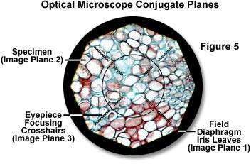 Ocular lens - produces a secondarily enlarged real image projected by the