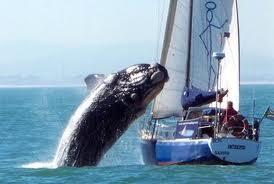 Whale Catching