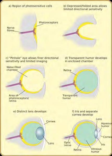 Evolution of Vision Eyes evolved 500 Myr ago in the Cambrian Explosion Figure shows a sequence of increasingly complex eyes All exist in creatures today and are thought to be the precursors of