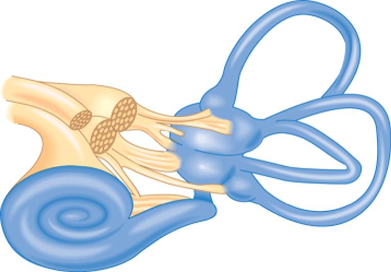 Body Position: The Vestibular System Facial nerve Cochlear nerve Cochlea Vestibular nerve Utricle