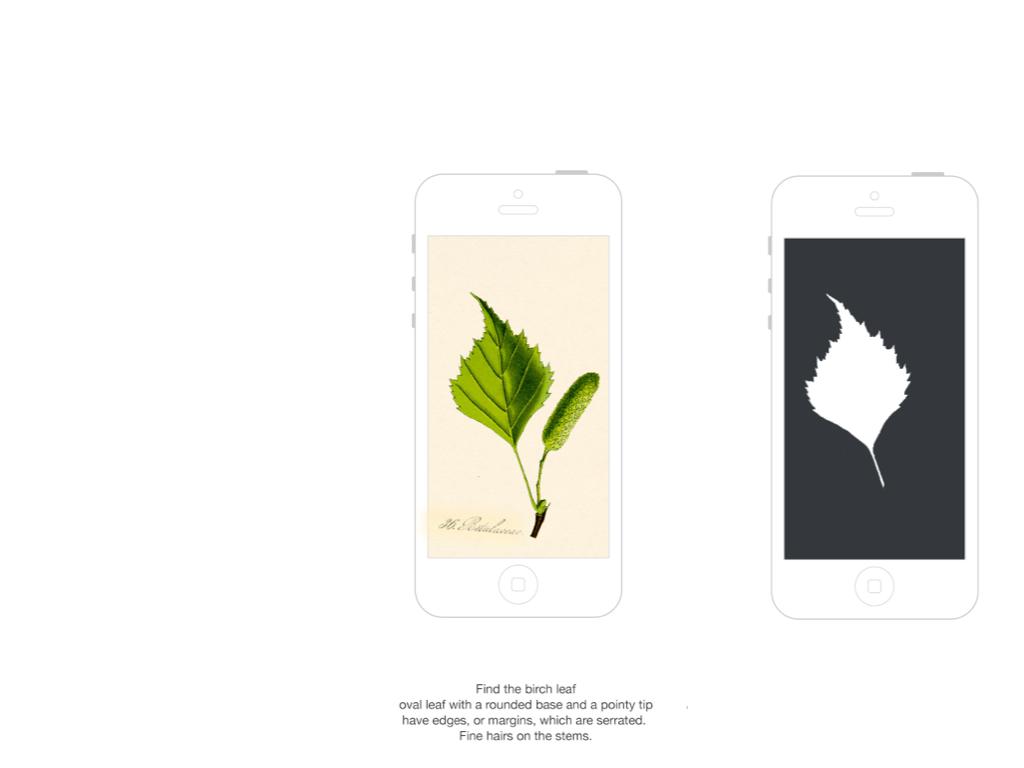 25 Picture 12, player takes a photo of a birch leaf and the app identify it.