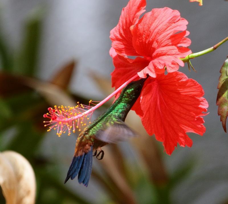 Fig. 3. Copper-rumped hummingbird feeding on the nectar of a hibiscus flower.