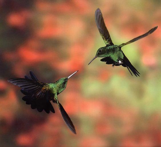 Fig. 5. Copper-rumped hummingbird defending its territory from another copper-rumped hummingbird. [https://s-media-cache-ak0.pinimg.