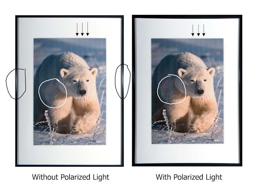Figure 13 - Photograph of a polar bear framed with regular glass and photographed with and without polarized light.