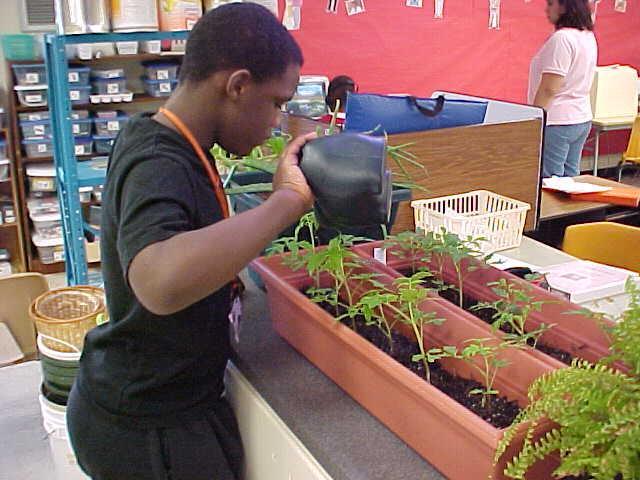 Classroom container gardens, and growing plants/flowers to give as gifts.