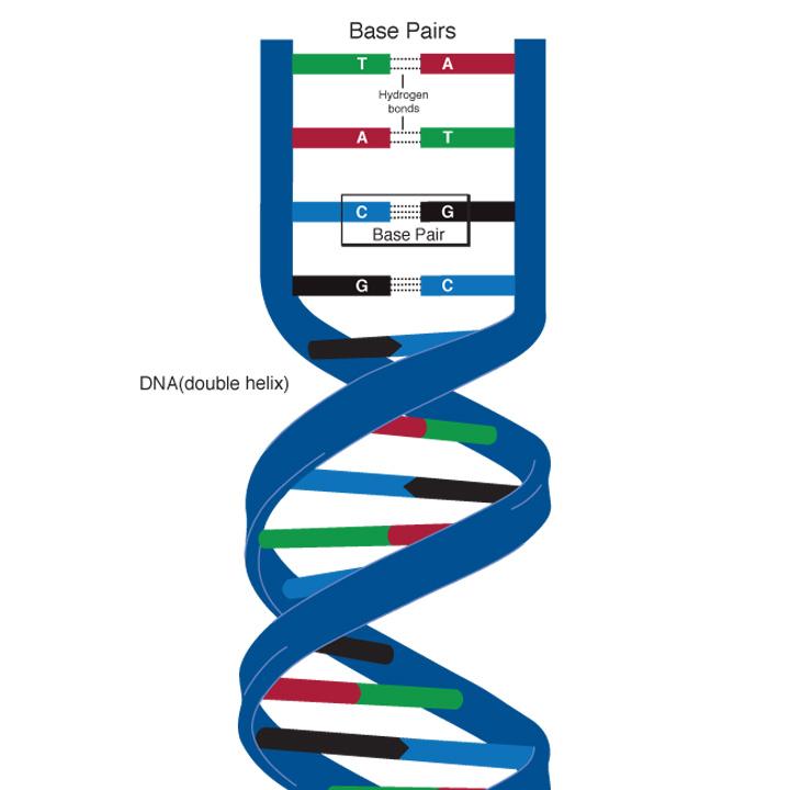 DNA Basics DNA Molecule Source: National