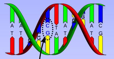 DNA Basics DNA