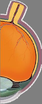 Cornea Vitreous fluid Lens Retina Part of eye n Cornea 1.