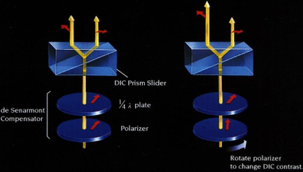 DE SERAMONT COMPENSATOR Rotation of polarizer relative to quarter wave plate gives circular polarized light.