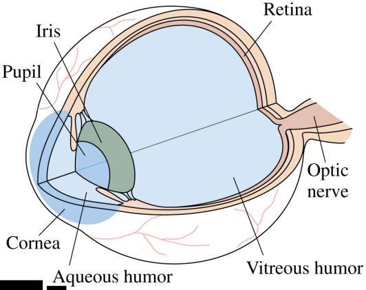 Vision The human eye is roughly spherical, about 2.4 cm in diameter. The transparent cornea and the lens are the eye s refractive elements.