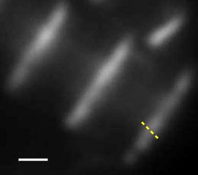 Doublets in Myofibrils 1 µm 124 nm Isolated