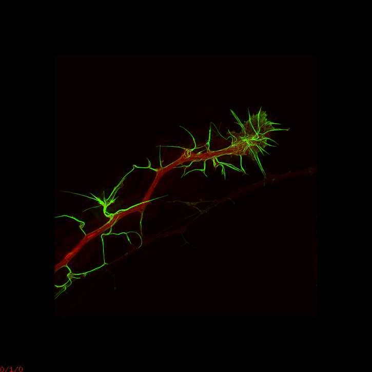 3d live cell SIM cytosol (green), actin (red) Images by Reto