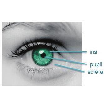 What is the Iris? Where is it? How is Iris Recognition Different from Retinal Scanning? The iris is the colored portion of the eye visible around the pupil. It is covered by the cornea.