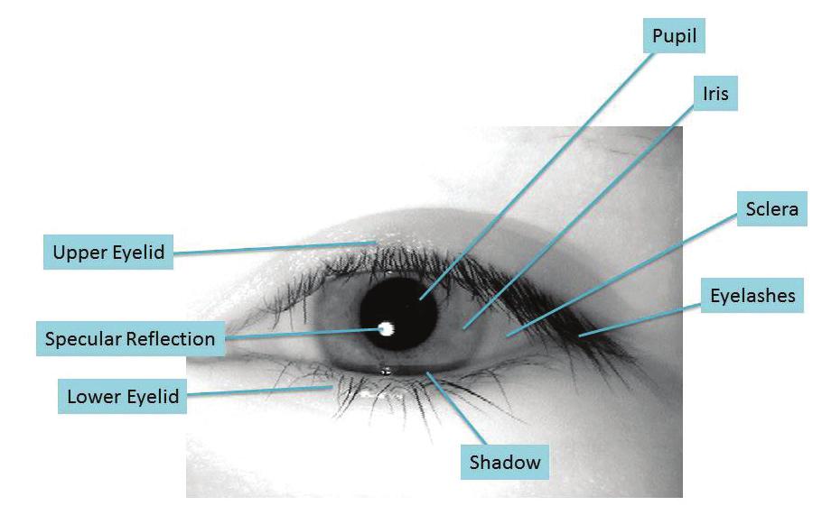 Iris recognition begins with capture of a photograph of the eye (Figure 1). No scanning is involved; rather, iris images are acquired by taking a photograph in infrared light.