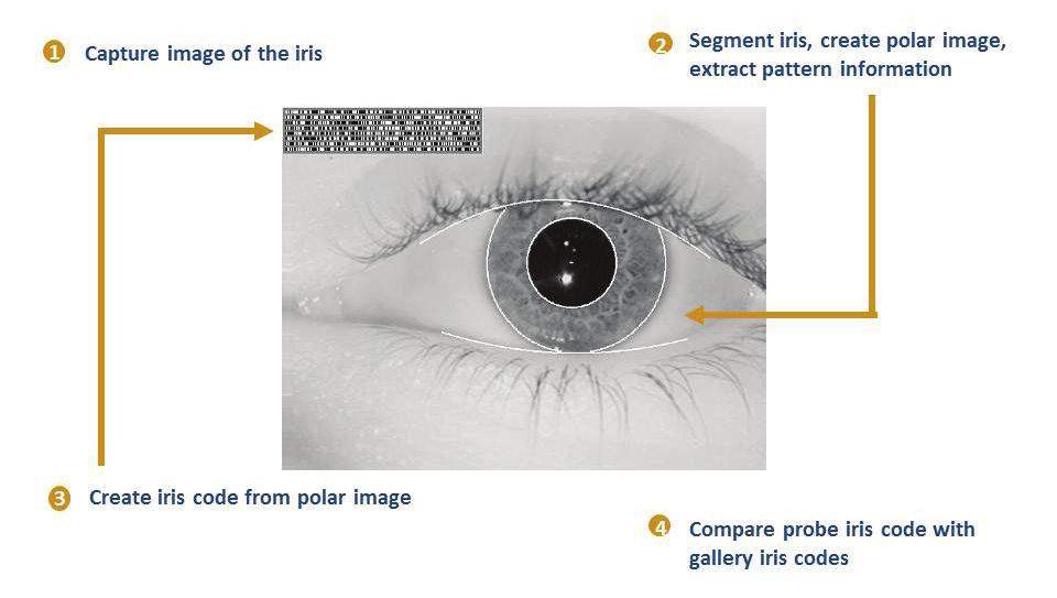 Basics of Iris Recognition Iris recognition analyzes features in the colored tissue surrounding the pupil.