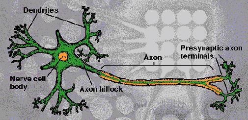 Dendrites: Accepts Inputs Soma: Processes the Inputs Axon: Turns the processed