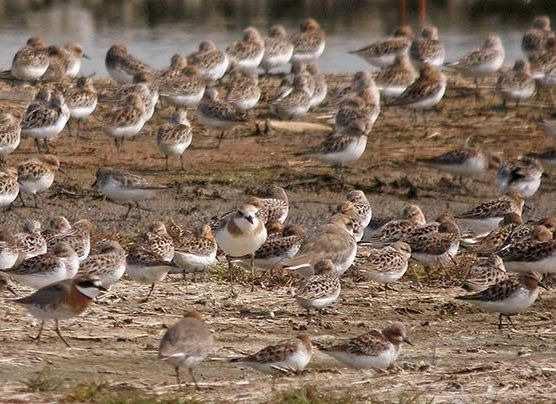 Trial on Improvements to the High-tide Roosting Habitat for Migratory