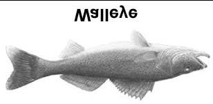 Fig. 2.6f - Example of picture associated to the Fishing object 2.