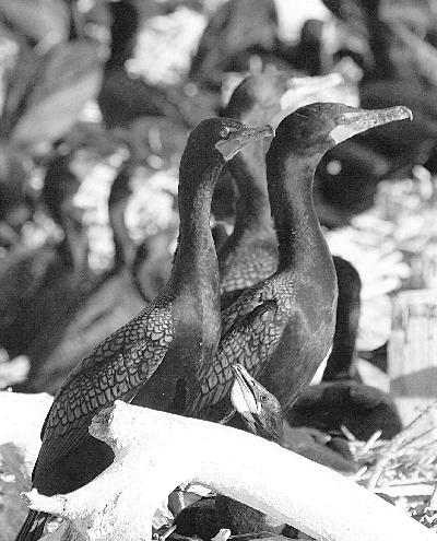 8 Double-crested Cormorant Phalacrocorax auritus Dr.