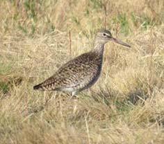 Willet Tringa semipalmata Federal Listing State Listing Global Rank State Rank Regional Status N/A SC G5 S3 Very High Photo by Pamela Hunt Justification (Reason for Concern in NH) Birds that breed in