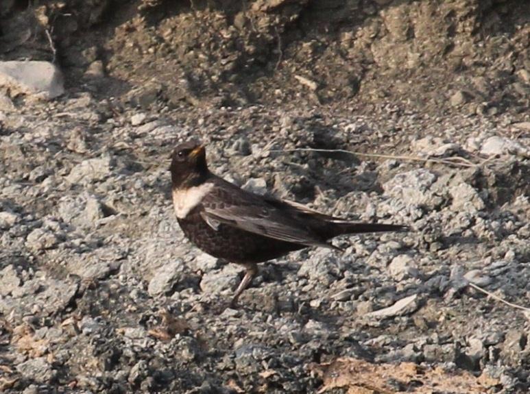 On the 14th in a moderate north-westerly wind, following overnight rain, there was a sizeable movement of House Martins at Samphire Hoe, with 1,540 passing through, and a late Swift in their midst.