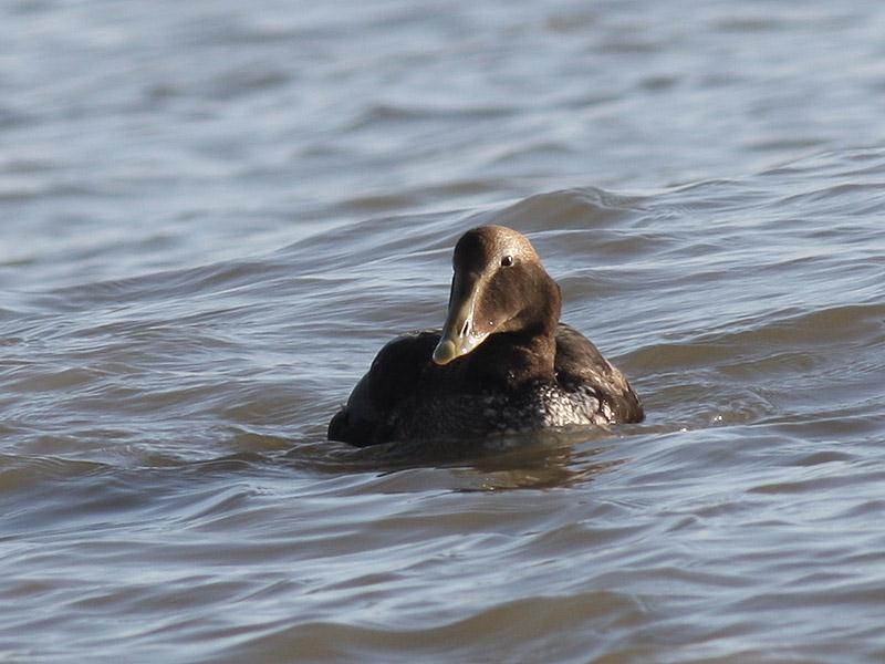 75 Common Scoter were seen offshore and 22 Ringed Plovers were at Princes Parade, Hythe.