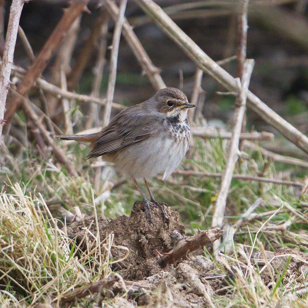 Bluethroat at Samphire Hoe (Paul Rowe) April The month began with the cold easterly winds and wintery showers persisting and the female Bluethroat still in residence at Samphire Hoe, where it