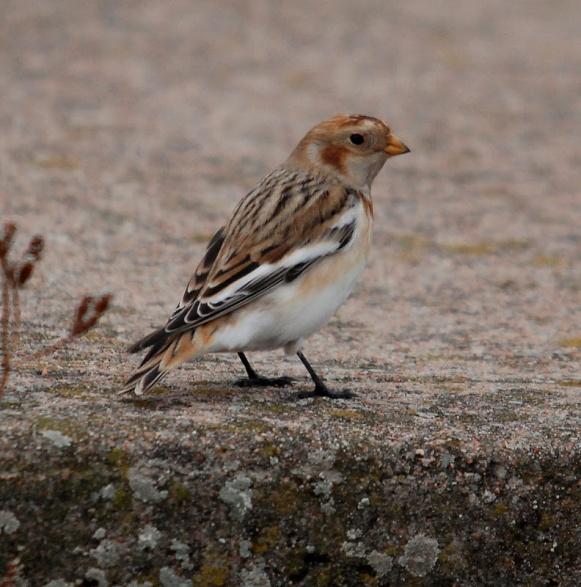 A Snow Bunting, a Snipe, 3 Lapwings, 9 Sky Larks and 300 Starlings also arrived in off the sea at the latter site, whilst 20 Starlings, 80 Siskins and 90 Goldfinches flew over Samphire Hoe, and 2