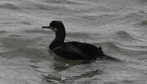A Shag was photographed in Folkestone Harbour on the 11 th, with a count of four at Samphire Hoe on the 23 rd, singles off Folkestone Pier and Mill Point on the 27 th, and one at Samphire Hoe on the